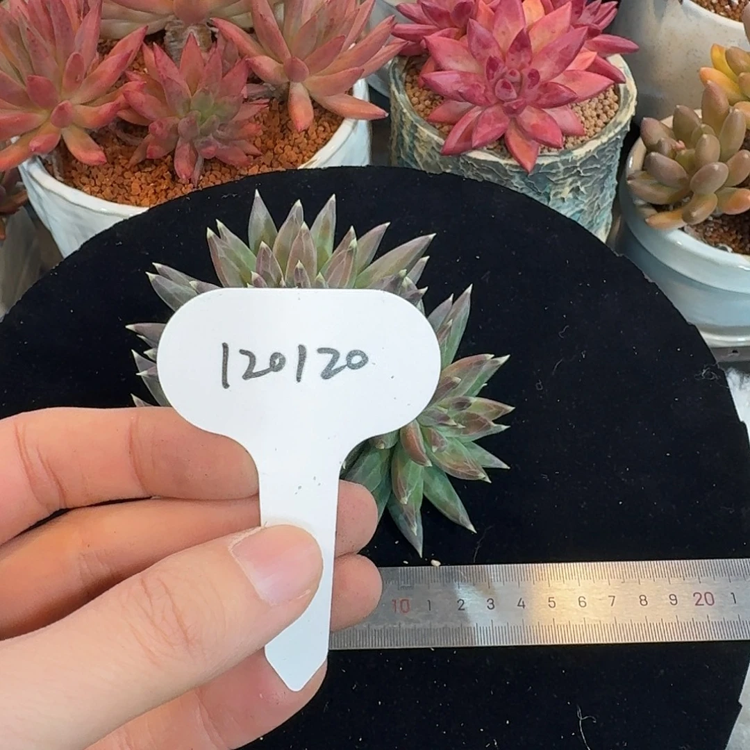 精品多肉植物120120