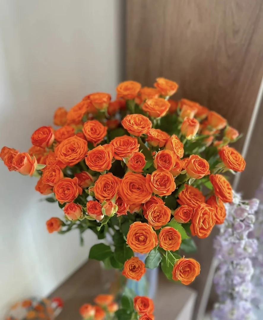 橙色芭比多头玫瑰云南鲜花基地直发