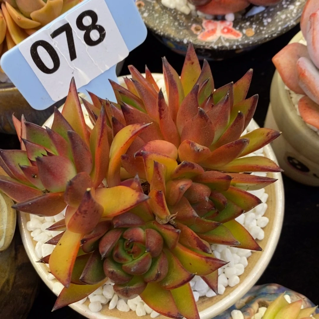 红灵魂杂多肉植物盆栽