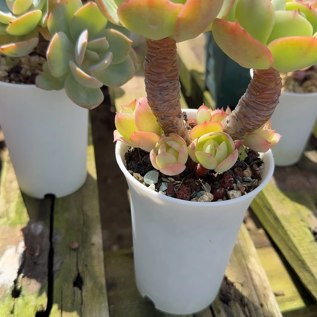 入***师鸡蛋碧桃多肉一颗