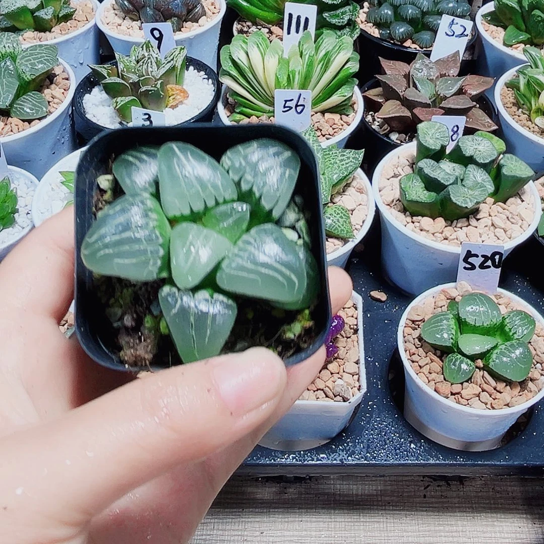 粉色甜心多肉植物6666