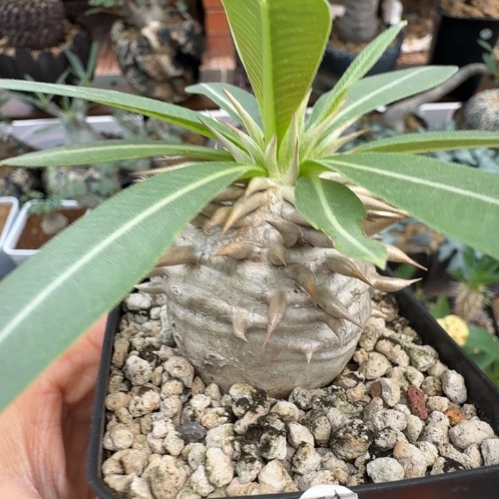 象牙玉 251 仙人球