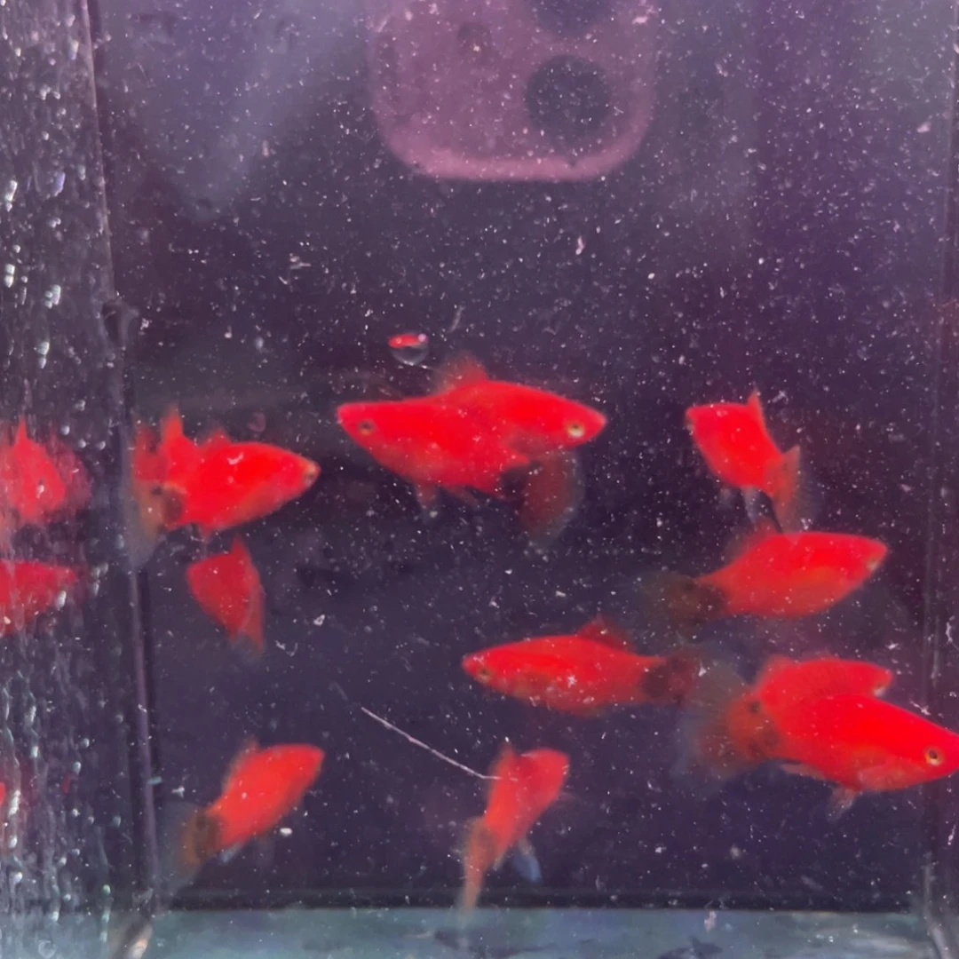 孔雀鱼红米奇15条