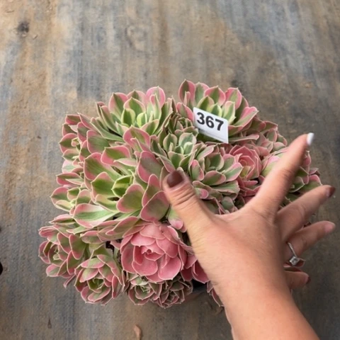 367白凤朵朵多肉，