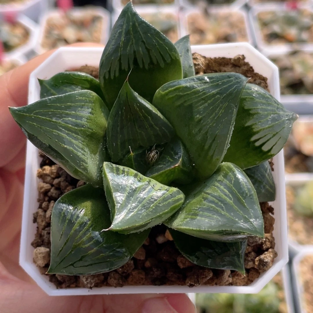 59实生寿 多肉十二卷20包邮