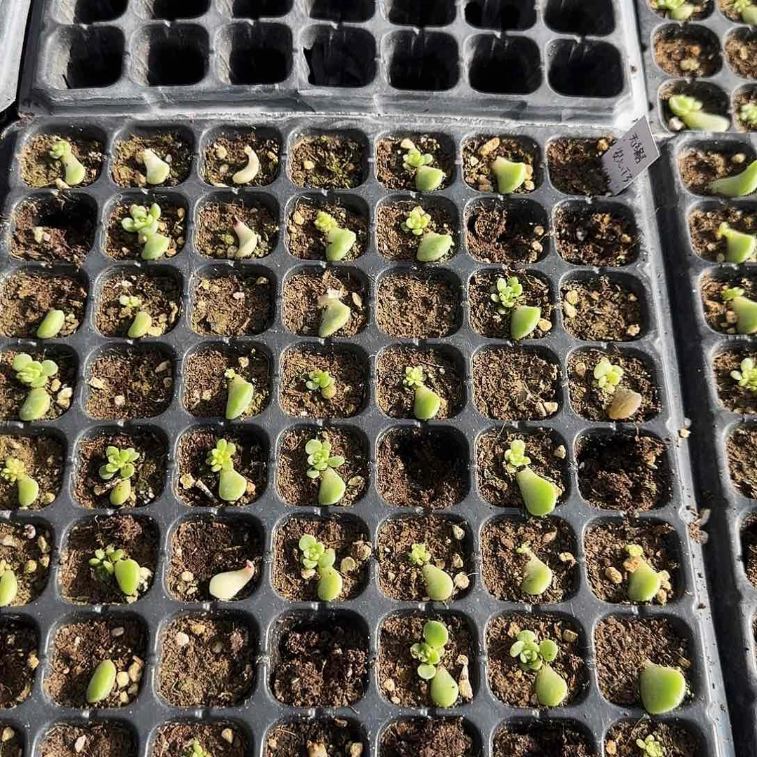 灯泡甜心T3 芝麻一个满25包邮