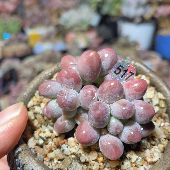 桃花奶酪多肉植物