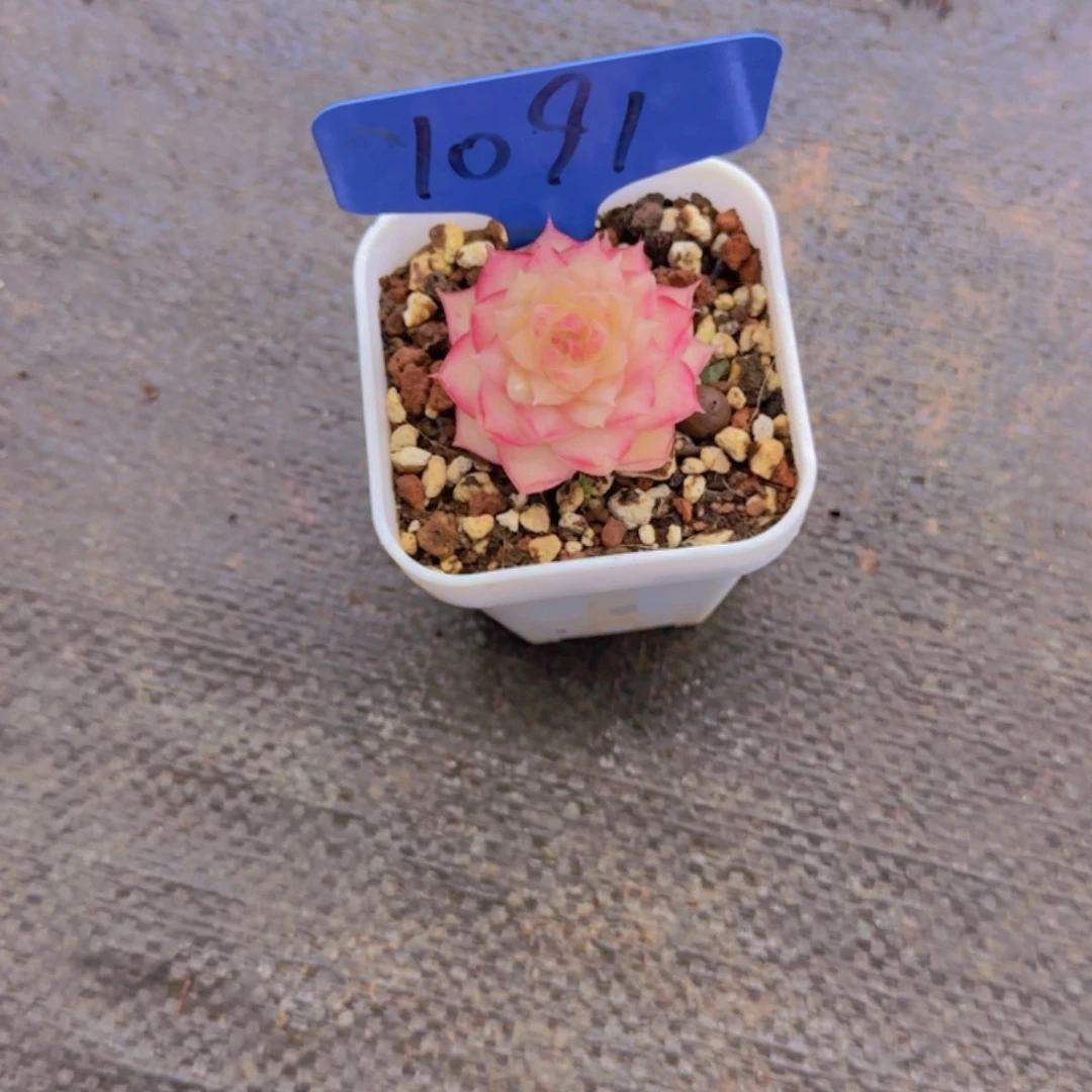 请****尼1097多肉植物一物一拍