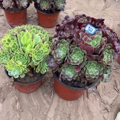 932多肉植物组合，
