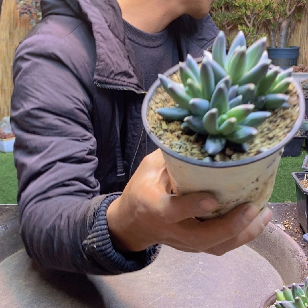 遥**居318号乌拉克拉多肉