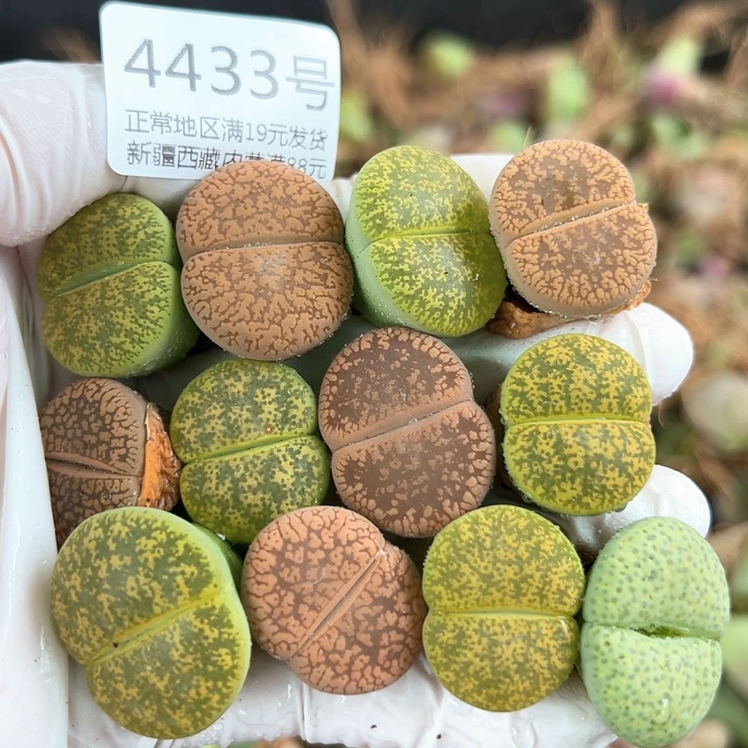 好养易活生石花大母本4433共12个