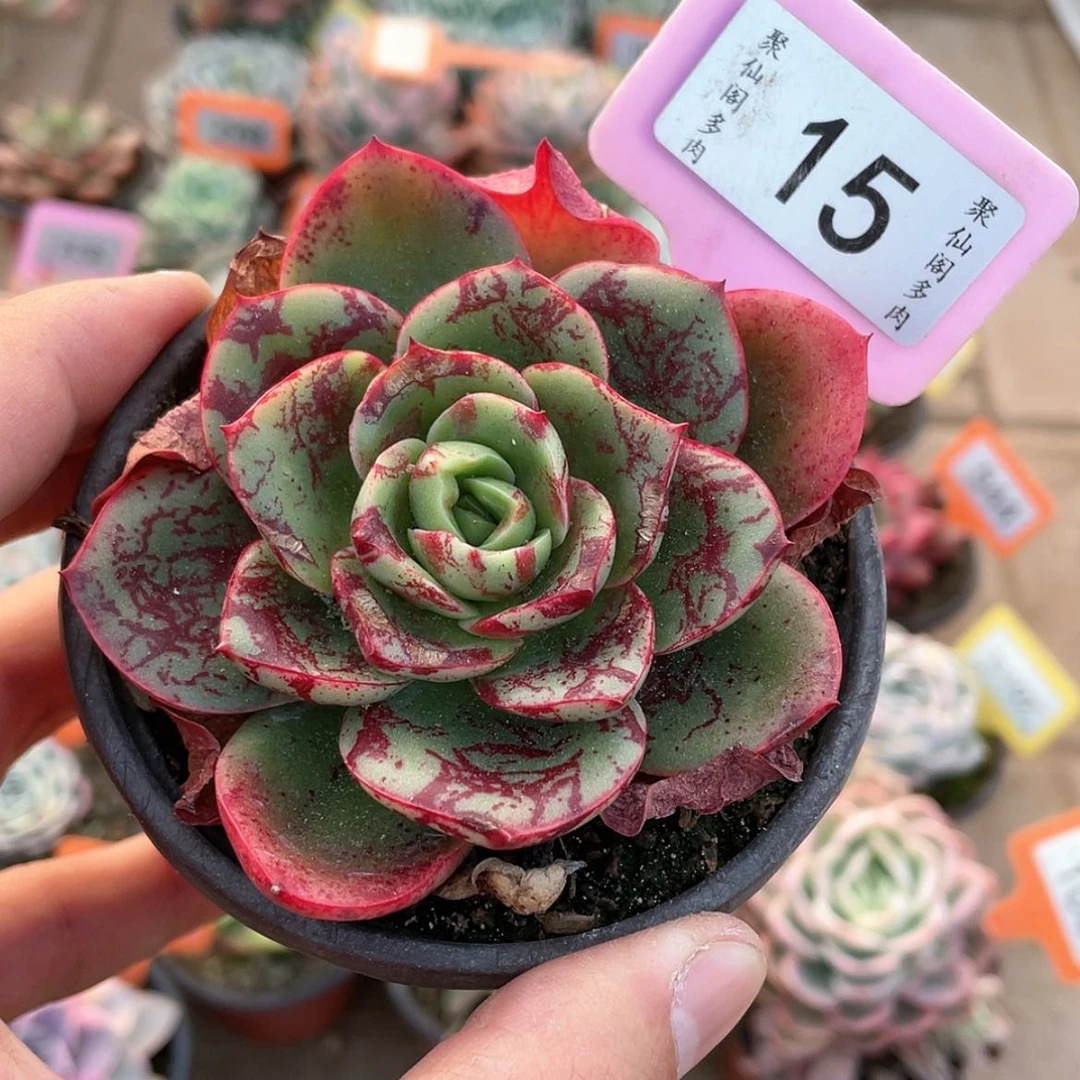 【闪购商品】15号的