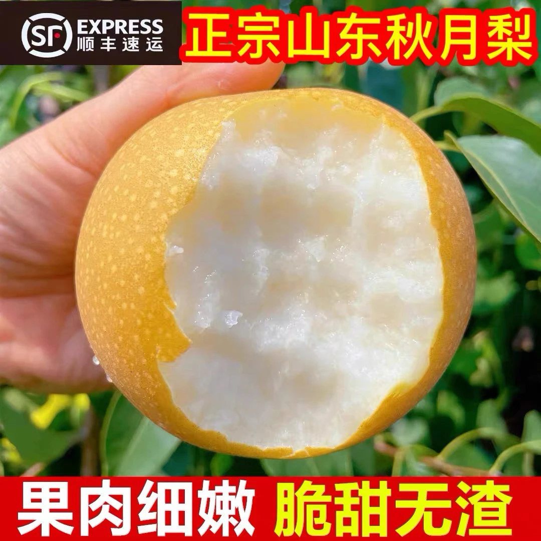 中秋好物正宗山东秋月梨顺丰包邮现摘脆甜多汁送礼礼盒佳节团圆