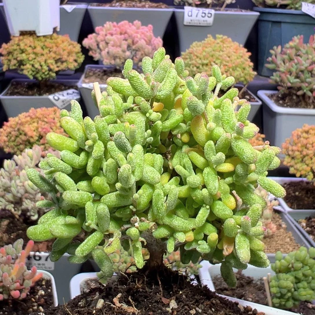 d726糖球白糊斑锦枝干番杏