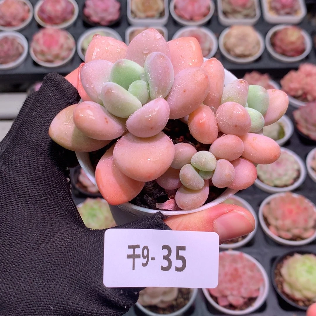 千山雪9-35 洛神