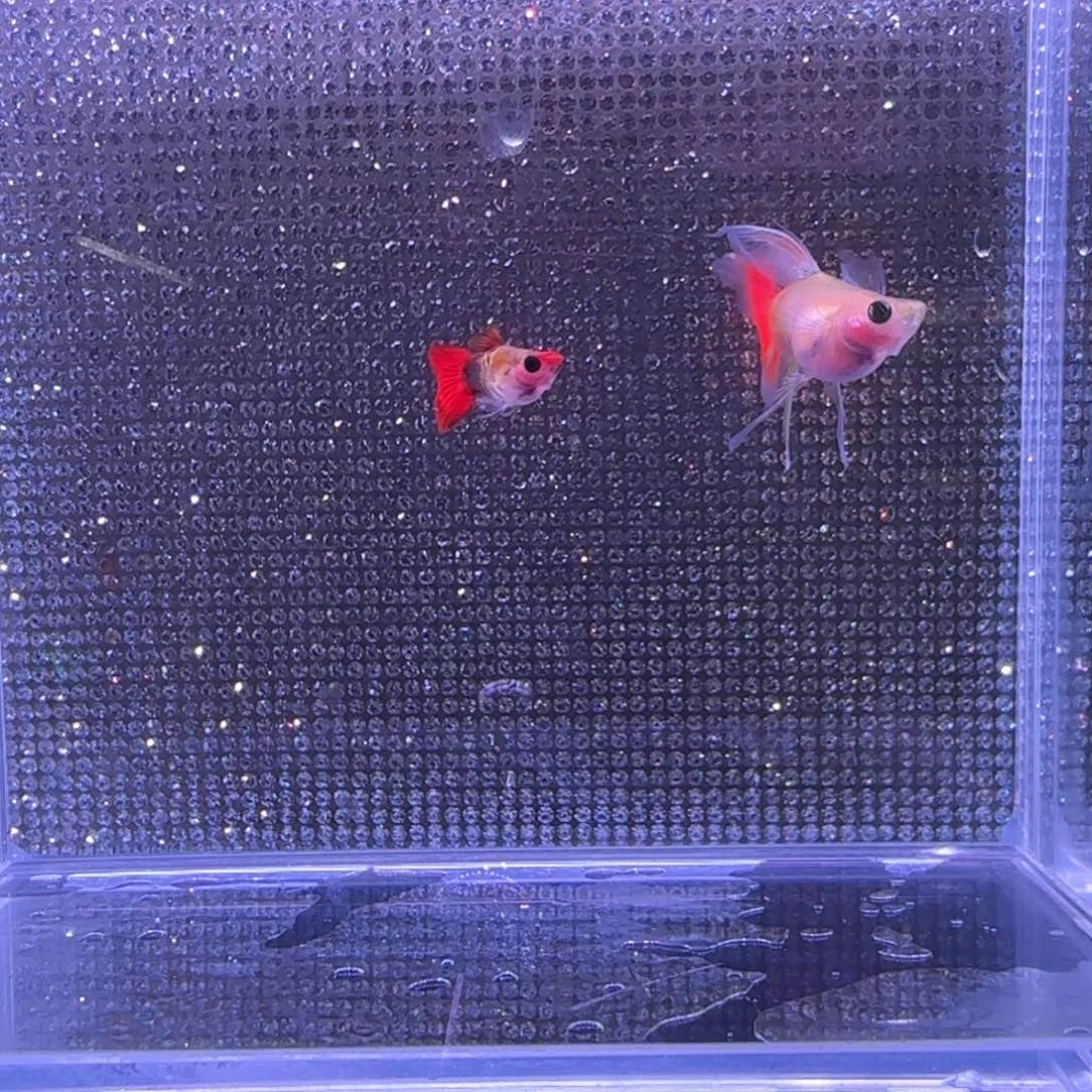 孔雀鱼红头玻璃猫c一对