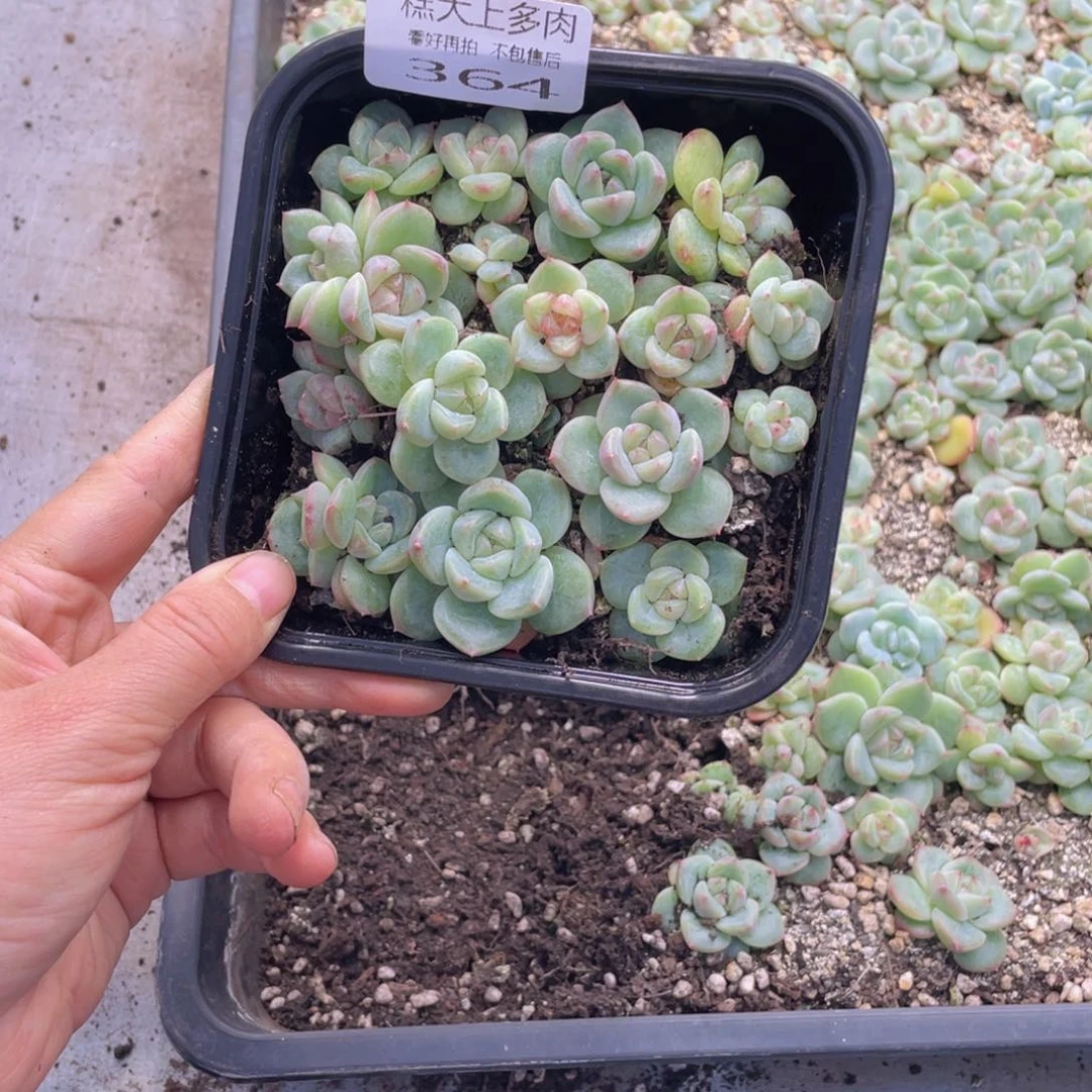 糕大上多肉植物364