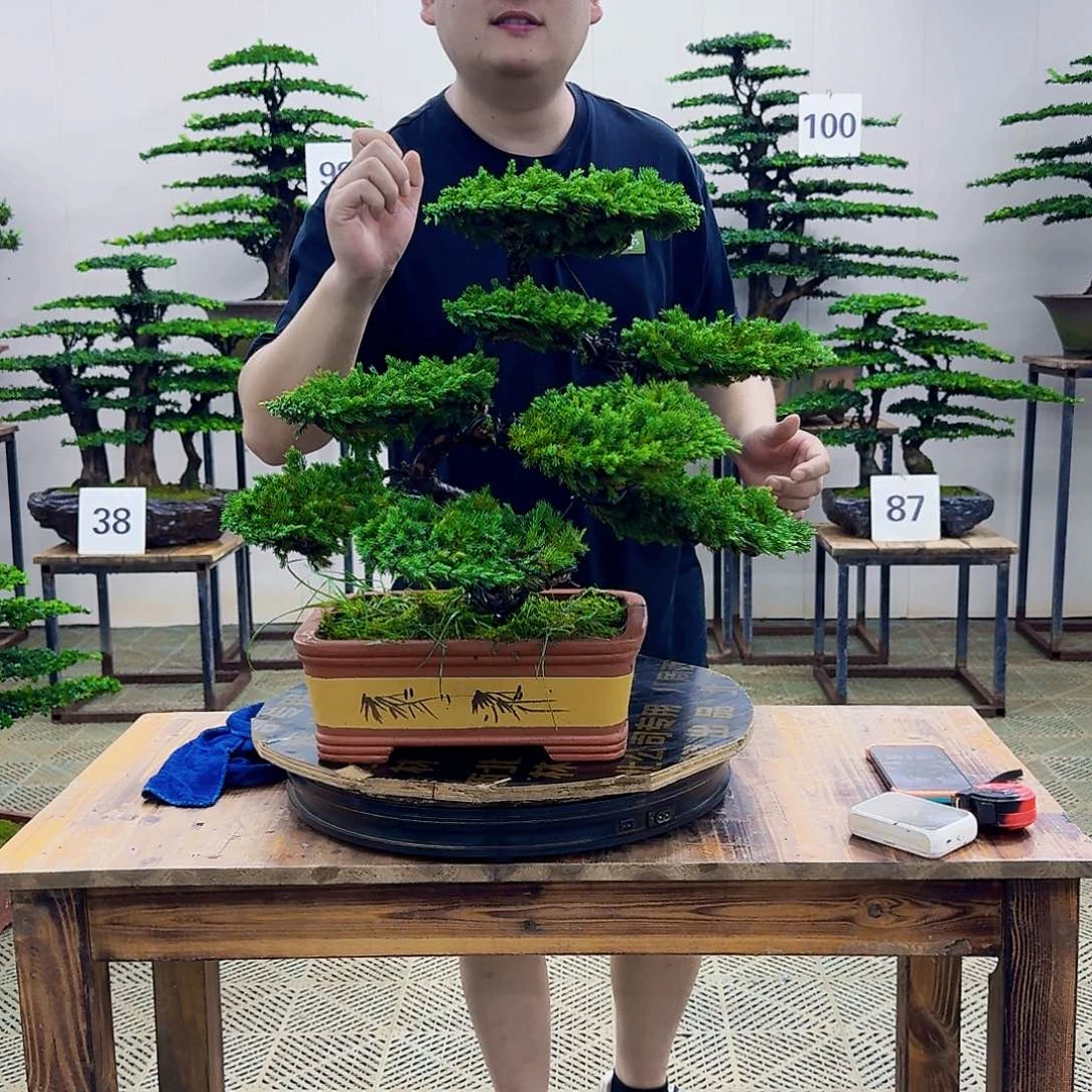 无花朵柏树造型盆景