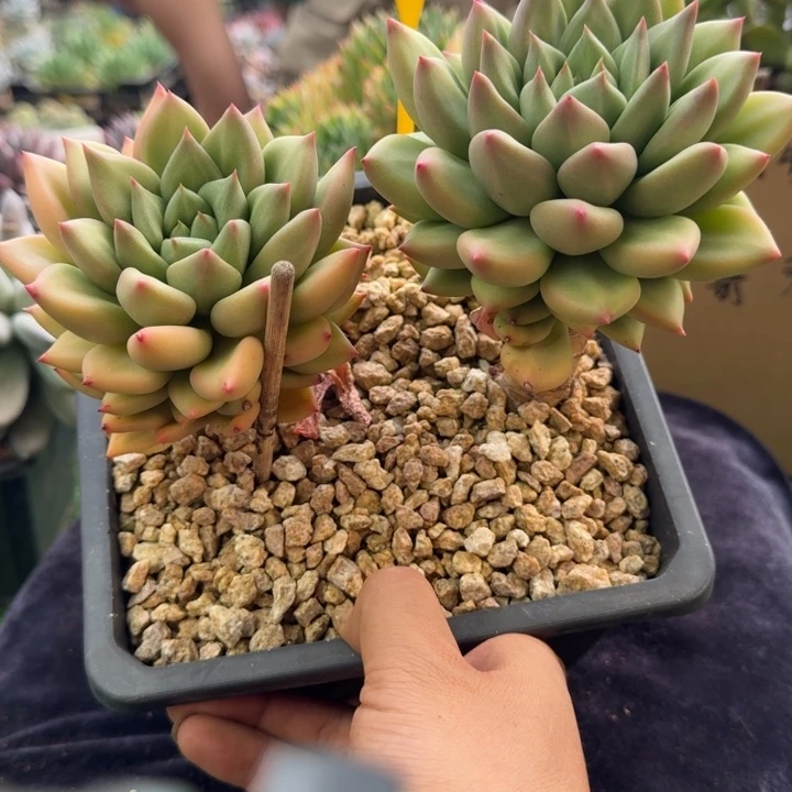 多肉植物米其林881