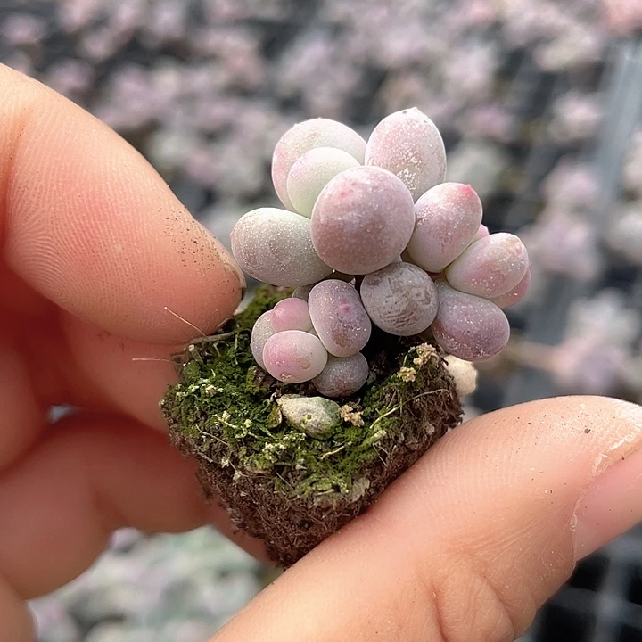一物一拍满18包邮