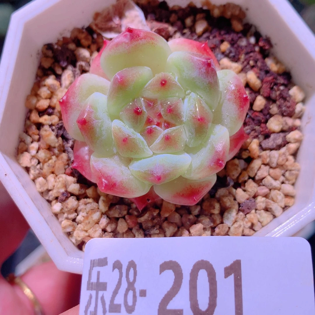 乐然28-201 秘境冰魄