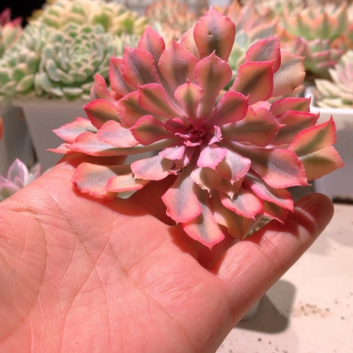 晚霞白覆轮锦砍头