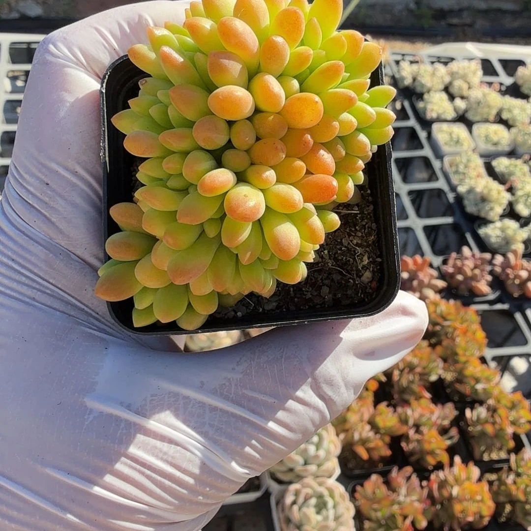 六公分青松缀化满20包邮