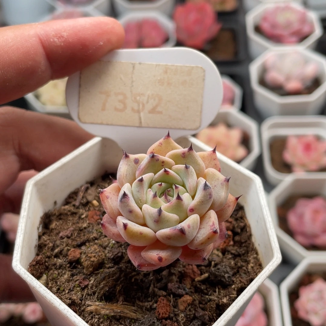 绿爪7352-3.5厘米