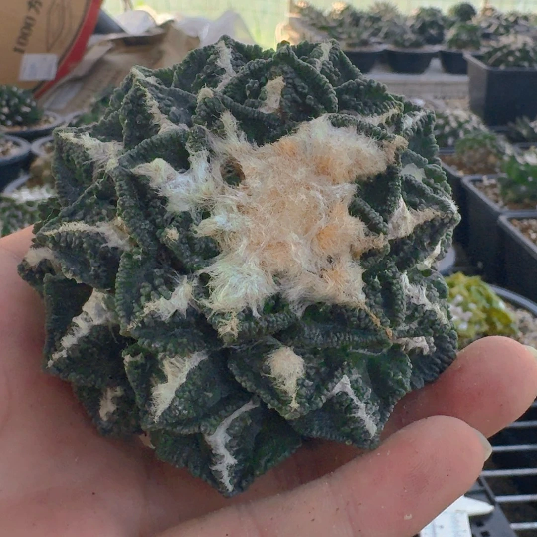 仙人球开花一个 8.5