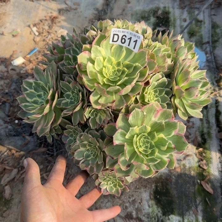 水蜜桃……多肉植物……