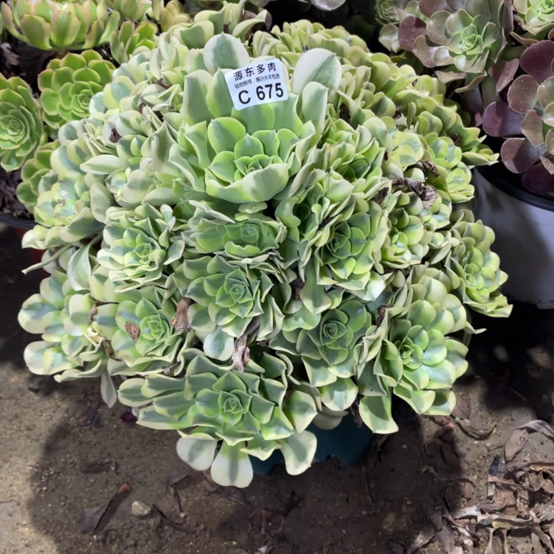 675绿豆多肉法师断枝不包