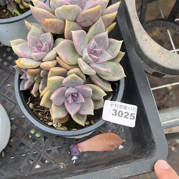 阿雅园艺。          3025紫雾