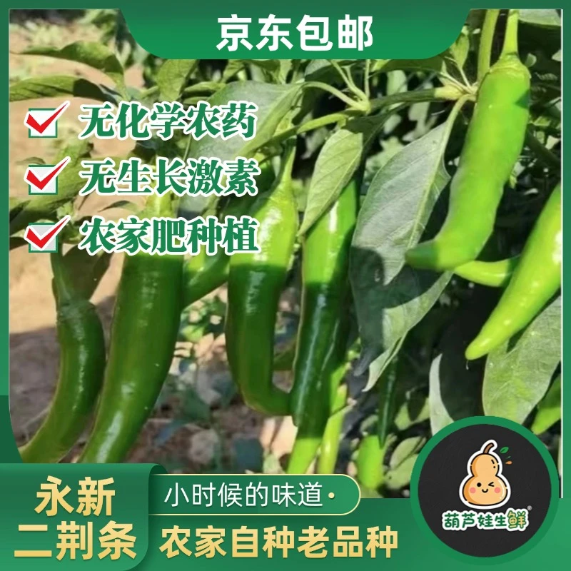 【二荆条】土辣椒农家自种新鲜现摘薄皮辣椒香辣可口产地直发包邮