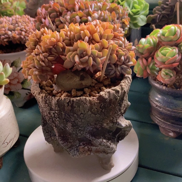 提拉米苏无砍自然群