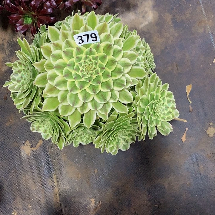 手****2多肉碧浪379000