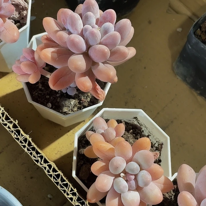 老庄汤圆带盆土发