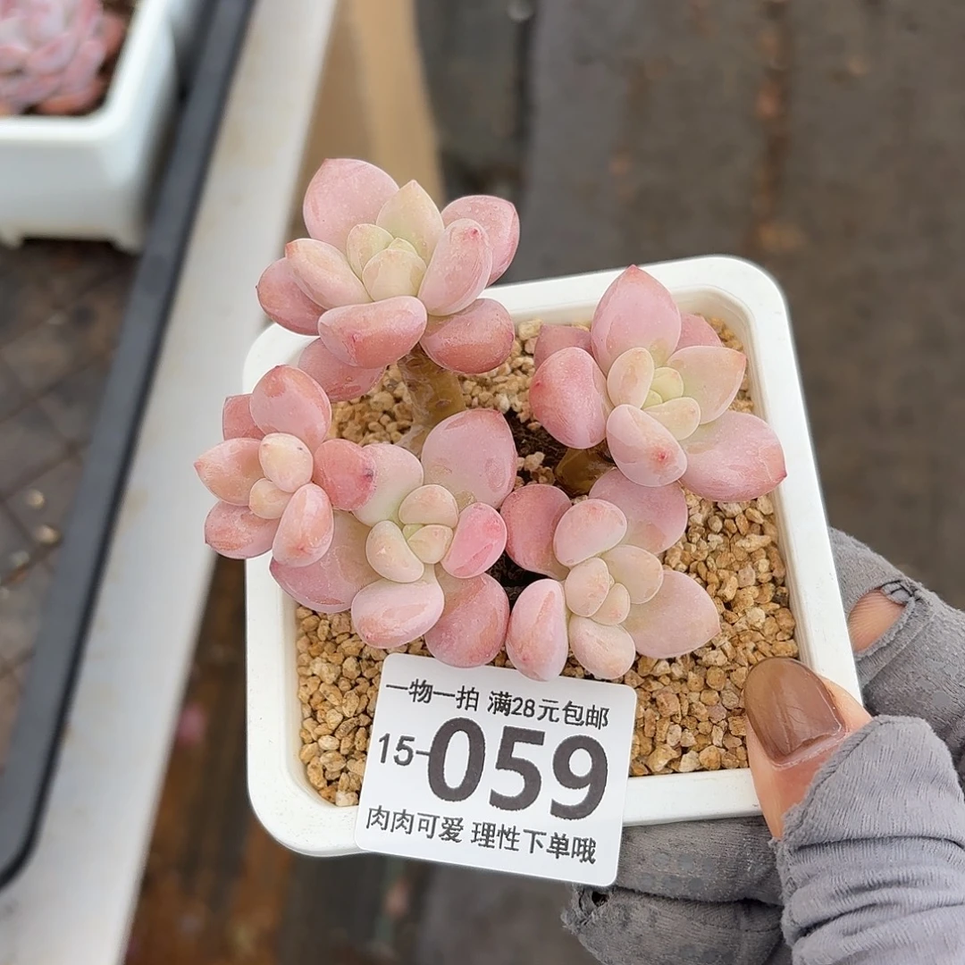 红洛神无盆土发货无盆