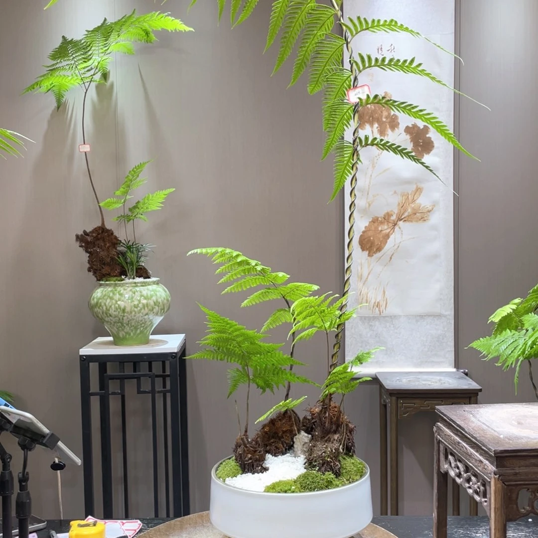 Y**n蕨类植物一组自拍