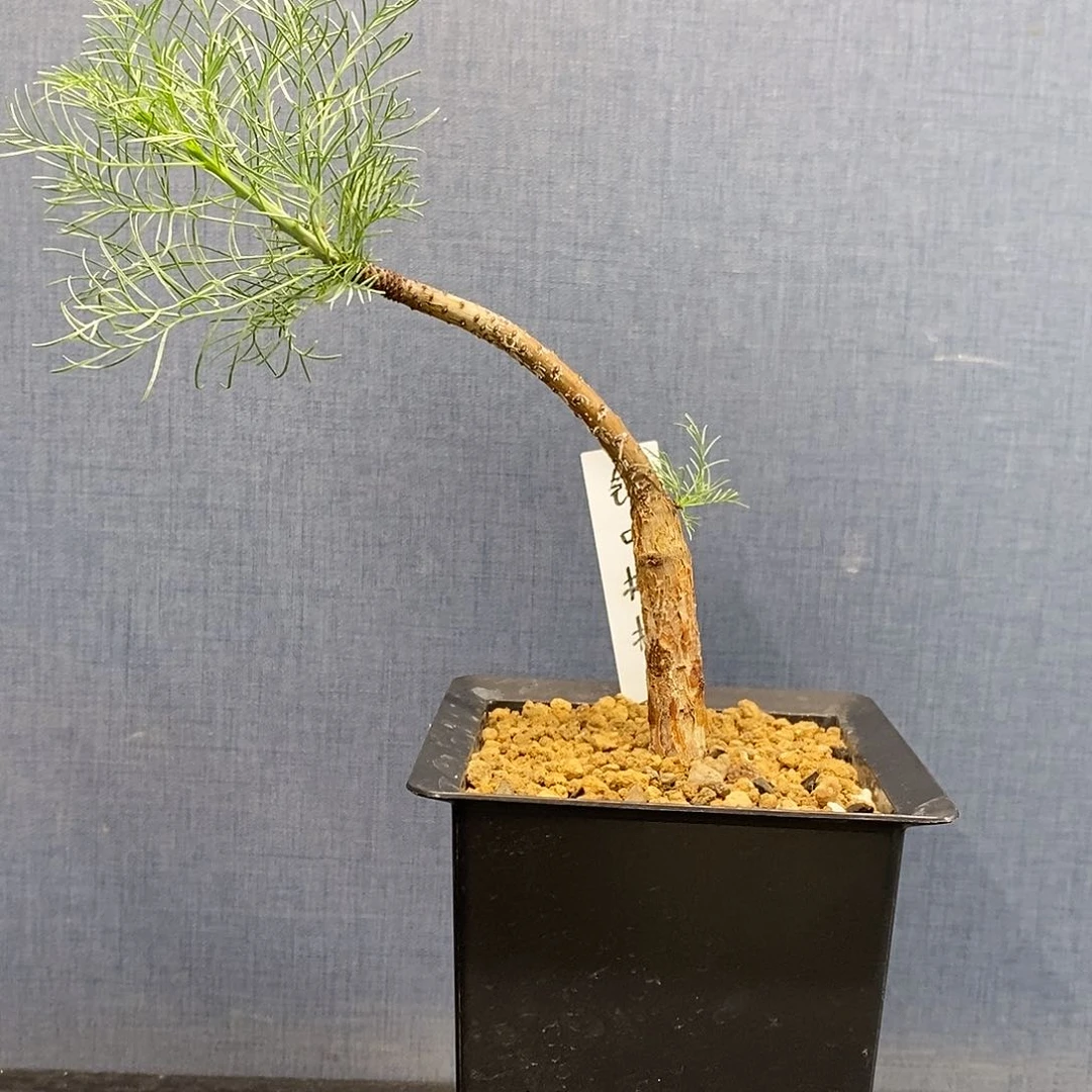 针叶橄榄实生带盆