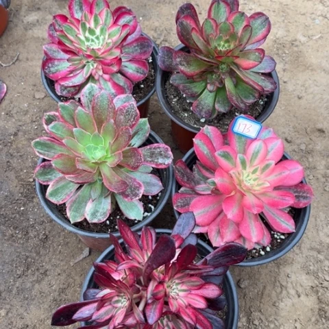 173多肉植物组合