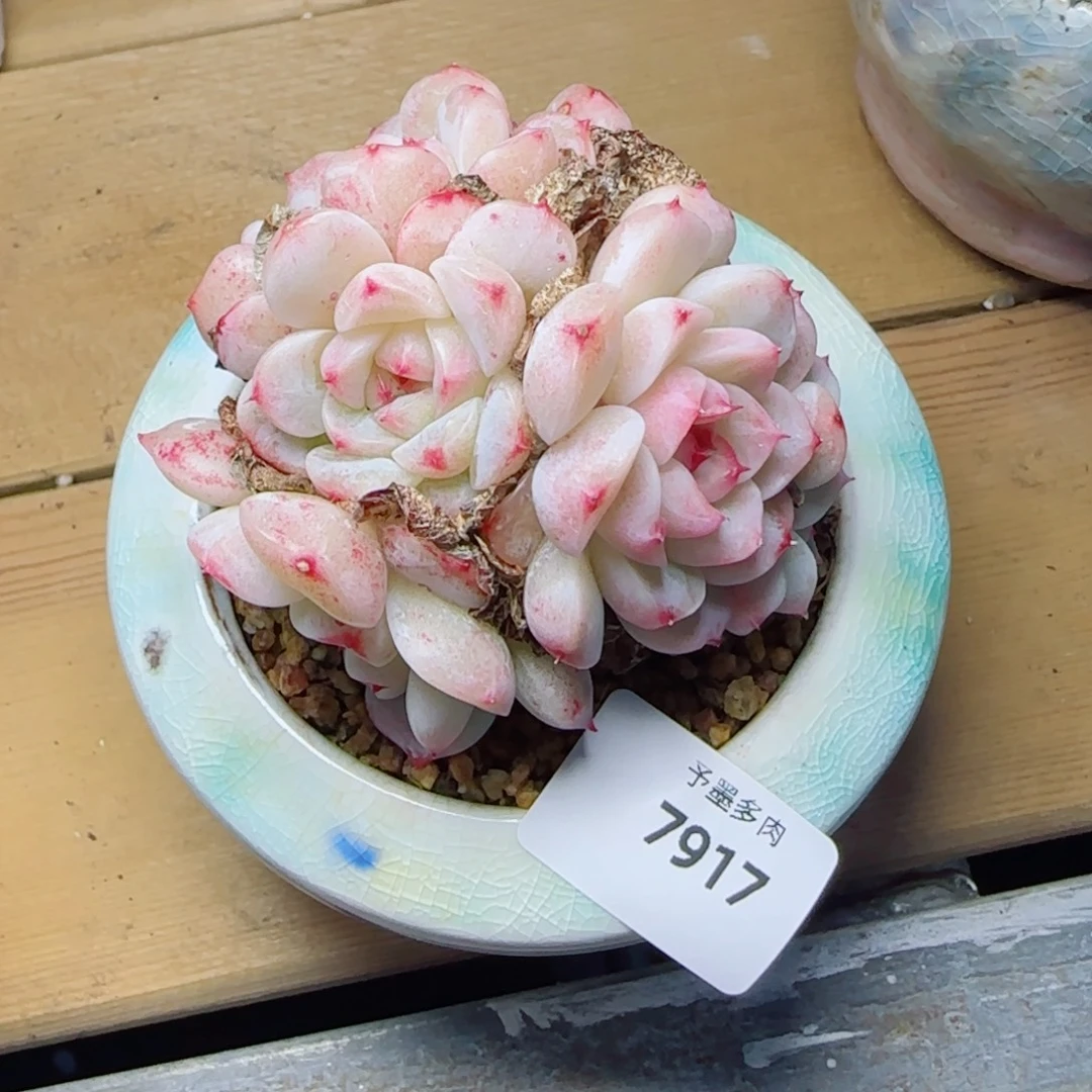 天鹅绒，7917多肉植物