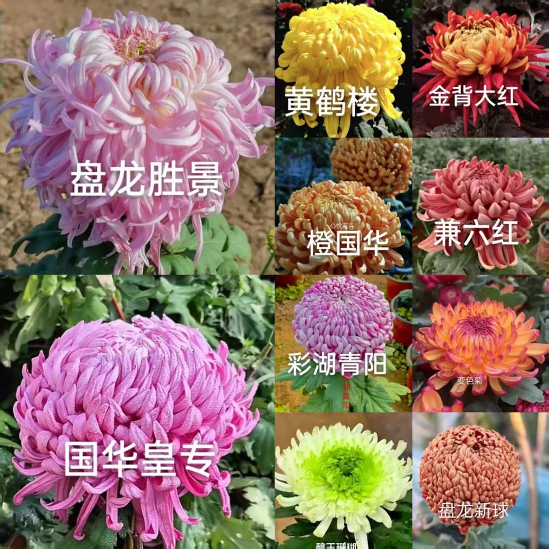 大花九月菊穴盘苗【100颗】盆栽地载小雏菊