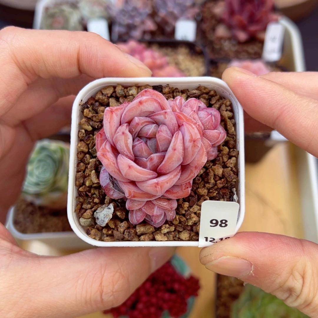 好好看98、哈哈哈哈