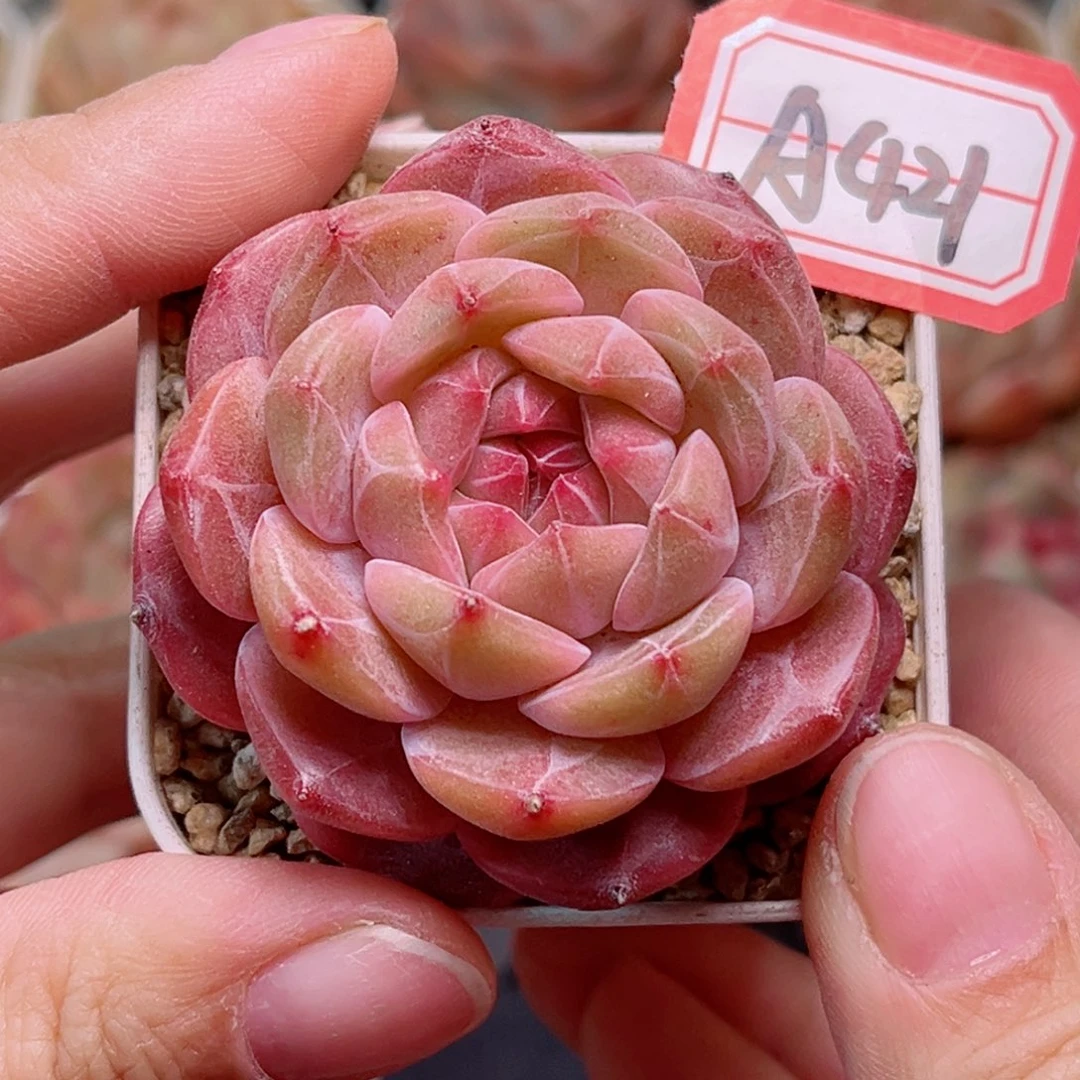 A421 一物一拍 孤品珍妮