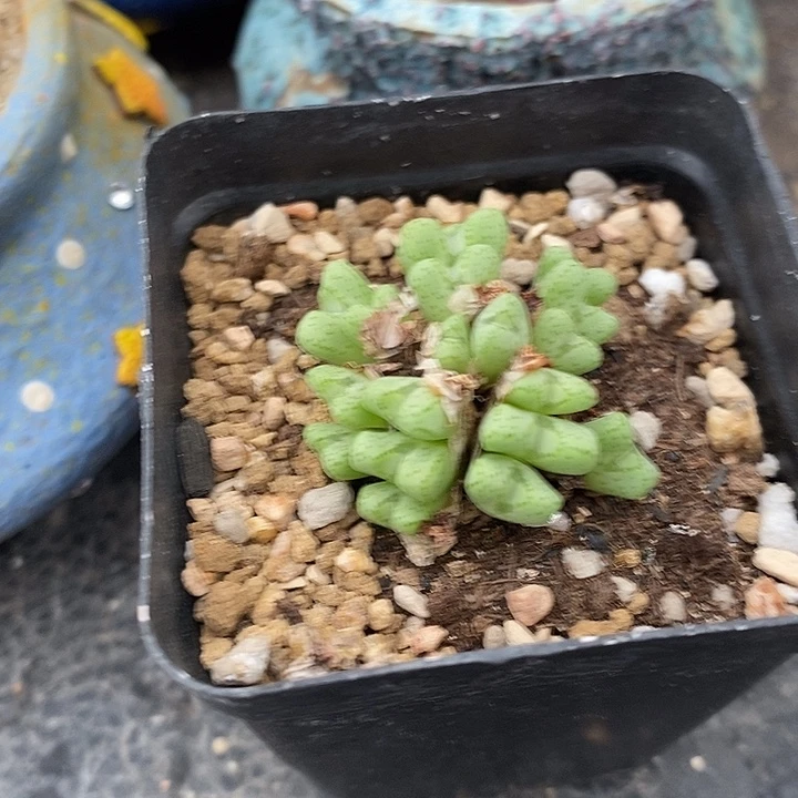 815平头斑马一群。