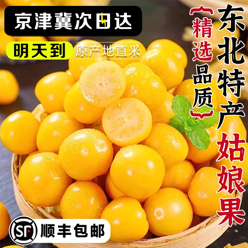 【黄金豆明日达】东北菇娘果 新鲜采摘 应季水果 净重3/5斤 精选商超黄金豆 顺丰包邮发货