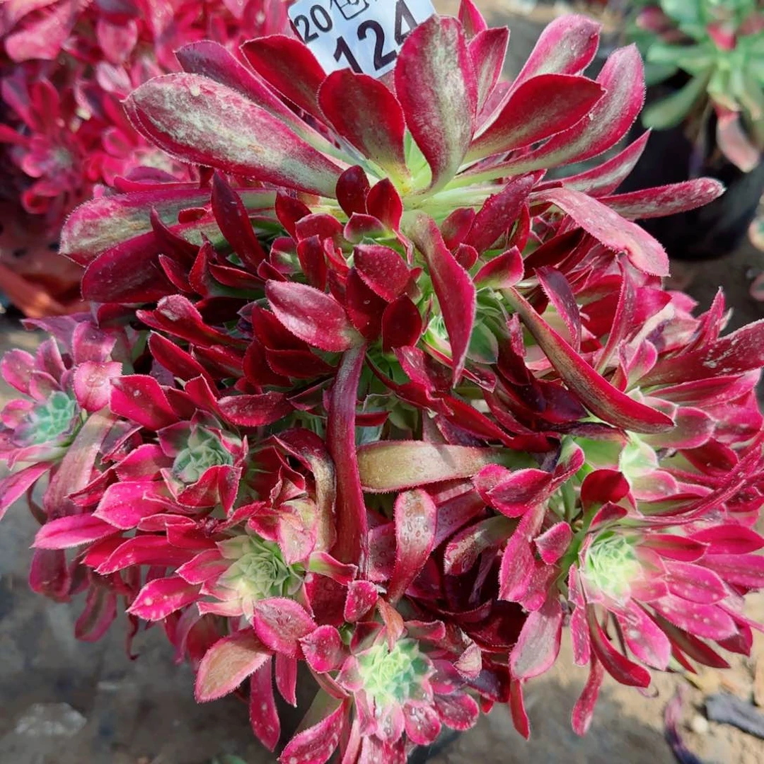 天合多肉124满20包邮断枝不包