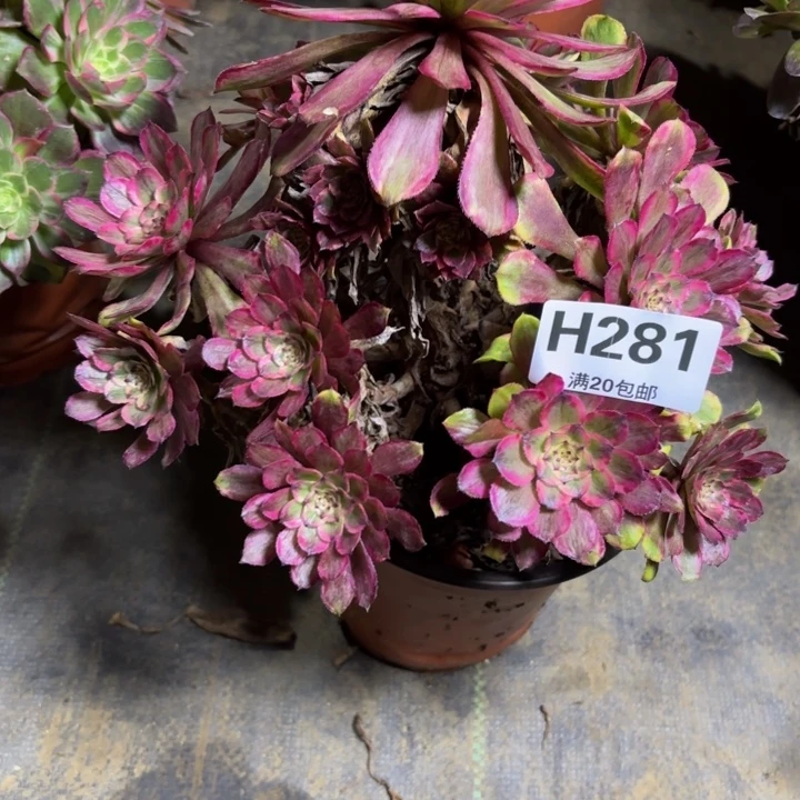 瑞妈，，。。。。281。。。。