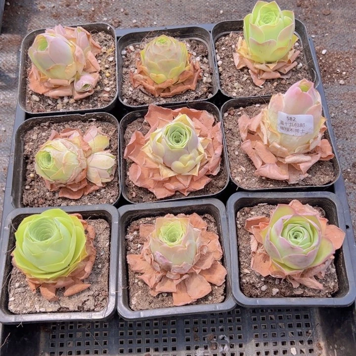 582 裸根不带土发货不包损