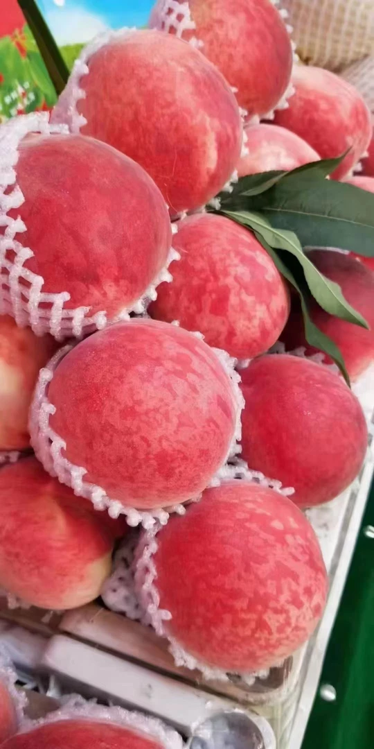 甘肃秦安蜜桃仓方早生软糯香甜顺丰包邮